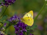 Colias hyale Bräcke mölla, Nyhamnsläge, Höganäs, Skåne, Sweden 20190807_0088