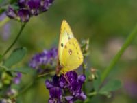 Colias hyale Bräcke mölla, Nyhamnsläge, Höganäs, Skåne, Sweden 20190807_0093