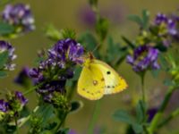 Colias hyale Bräcke mölla, Nyhamnsläge, Höganäs, Skåne, Sweden 20190807_0094