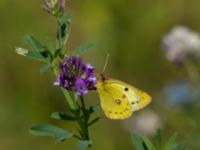 Colias hyale Bräcke mölla, Nyhamnsläge, Höganäs, Skåne, Sweden 20190807_0107