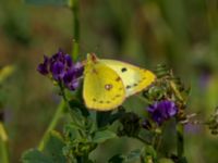 Colias hyale Bräcke mölla, Nyhamnsläge, Höganäs, Skåne, Sweden 20190807_0110