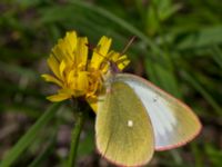 Colias palaeno Lillåbron, Umeå, Västerbotten, Sweden 20150711_0642