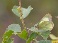 Colias palaeno Väster-Sortmyran, Sävar, Umeå, Västerbotten, Sweden 20150706_0334