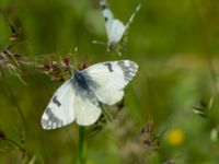 Euchloe ausonia David Gareji Monastery, Kakheti, Georgia 20180429_0178