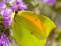 Gonepteryx cleopatra Kabanos river, Crete, Greece 20130708B 020