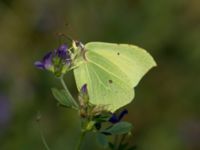 Gonepteryx rhamni Bräcke mölla, Nyhamnsläge, Höganäs, Skåne, Sweden 20190807_0001