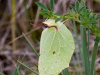 Gonepteryx rhamni Everöds gamla banvall, Kristianstad, Skåne, Sweden 20140717_0185