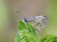 Leptidea juvernica Bråfors, Norberg, Västmanland, Sweden 20150705_0976