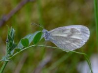 Leptidea juvernica Götafors, Vaggeryd, Småland, Sweden 20190607_0613