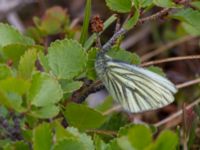 Pieris angelika ad 17-mile Lake, Denali Highway, Alaska, USA 20140627_0111