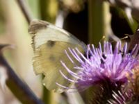 Pieris brassicae Demergy, Crimea, Russia 20150918_0101