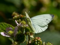 Pieris napi Järavallen, Kävlinge, Skåne, Sweden 20160709_0077