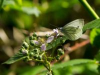 Pieris napi Järavallen, Kävlinge, Skåne, Sweden 20160709_0121