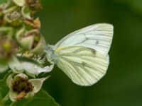 Pieris napi Måryd fd fälad, Lund, Skåne, Sweden 20180624_0112