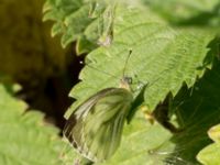 Pieris napi Svanetorpsvägen, Åkarp, Lomma, Skåne, Sweden 20160716_0017