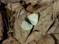 Pieris rapae Hamnen, Klagshamns udde, Malmö, Skåne, Sweden 20170409_0049