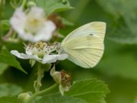 Pieris rapae Måryd fd fälad, Lund, Skåne, Sweden 20180624_0110