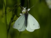 Pieris rapae N Strandhem, Bunkeflo strandängar, Malmö, Skåne, Sweden 20170521_0058