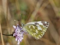 Pontia edusa 2.0 km N Aderbiyevka, Krasnodar, Russia 20160911_1029