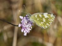 Pontia edusa 2.0 km N Aderbiyevka, Krasnodar, Russia 20160911_1034