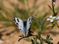 Pontia edusa Ashalim, Israel 20130327B 224