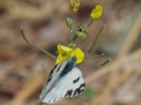 Pontia edusa Donuzlav lake, Crimea, Russia 20150912_0079