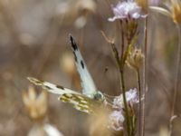 Pontia edusa Karadag, Koktebel, Crimea, Russia 20150920_0060