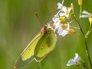 Colias palaeno - Palaeno Sulphur - Svavelgul höfjäril