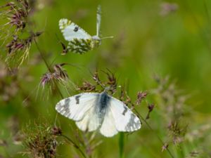 Euchloe ausonia - Eastern Dappled White - Svartkantad vitfjäril