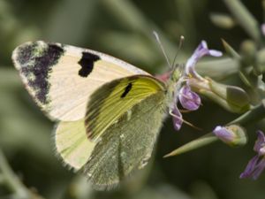 Euchloe charlonia - Greenish Black-tip - Brunfläckad gulvinge