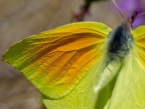 Gonepteryx cleopatra - Cleopatra - Orange citronfjäril