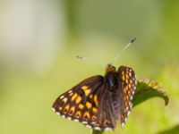 Hamearis lucina Tveta vattenverk, Mörbylånga, Öland, Sweden 20150606_0016