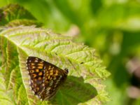 Hamearis lucina Tveta vattenverk, Mörbylånga, Öland, Sweden 20150606_0022 (1)