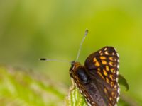 Hamearis lucina Tveta vattenverk, Mörbylånga, Öland, Sweden 20150606_0025