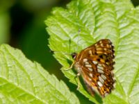 Hamearis lucina Tveta vattenverk, Mörbylånga, Öland, Sweden 20150606_0026