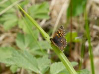 Hamearis lucina male Tveta reningsverk, Mörbylånga, Öland, Sweden 20170525B_0463