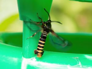 Pennisetia hylaeiformis - Raspberry Clearwing - Hallonglasvinge