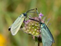 Adscita statices Everöds gamla banvall, Kristianstad, Skåne, Sweden 20130713-363