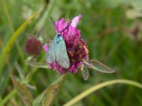 Adscita statices Lyngsjön, Kristianstad, Skåne, Sweden 20170719_0129