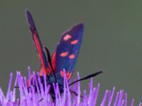 Zygaena dorycnii Uzuncaburc, Turkey 20120627B 307