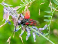 Zygaena filipendulae Östra dammen, Bulltoftaparken, Malmö, Skåne, Sweden 20200730_0012