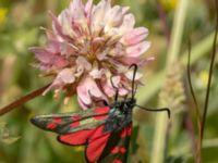 Zygaena filipendulae Lindängelunds rekreationsområde, Malmö, Skåne, Sweden 20220628_0044