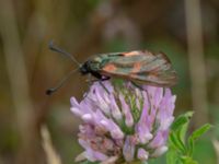 Zygaena filipendulae Rondell Österleden-Fältarpsvägen, Helsingborg, Skåne, Sweden 20190805_0022