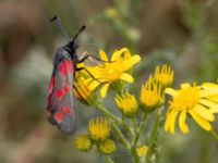 Zygaena filipendulae Ruderatyta N infarten Limhamns kalkbrott, Malmö, Skåne, Sweden 20210727_0239