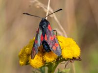 Zygaena filipendulae Segeåns mynning, Malmö, Skåne, Sweden 20190729_0003