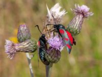 Zygaena filipendulae Vellinge golfklubb, Vellinge, Skåne, Sweden 20220704_0036