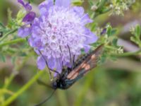 Zygaena lonicaerae Lernacken, Malmö, Skåne, Sweden 20150815_0032