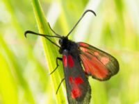 Zygaena lonicerae Everöds gamla banvall, Kristianstad, Skåne, Sweden 20130713-341