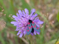 Zygaena lonicerae Lyngsjön, Kristianstad, Skåne, Sweden 20170719_0186