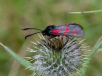 Zygaena lonicerae Tygelsjöbäckens mynning, Tygelsjö ängar, Malmö, Skåne, Sweden 20170725_0027